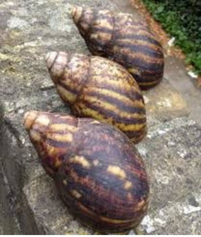 Parazy snail farm